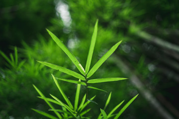 Fresh green bamboo and beautiful bokeh in the forest