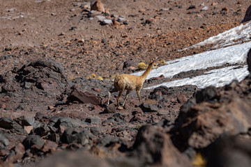 Vicuña Corriendo
