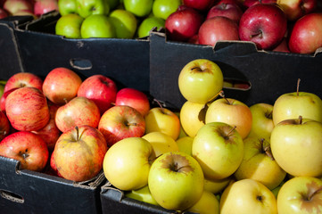 Selection of organic red, green and yellow varieties of apples including Granny Smith, Golden Delicious and Jonathan for sale at a farmers market, Victoria Australia