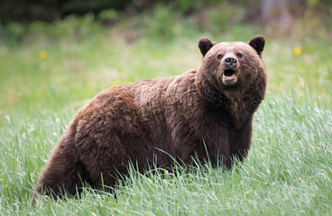 Grizzly bears during mating season in the wild