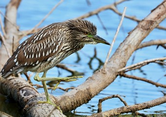  Black - Crowned - Night Heron