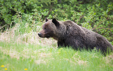 Fototapeta premium Grizzly bears during mating season in the wild