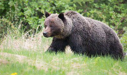 Fototapeta premium Grizzly bears during mating season in the wild