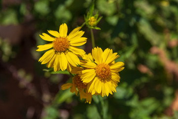 Pair and small bud of  yellow chrysanthemum coronarium