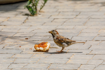Sparrow is eat