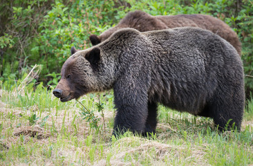 Grizzly bears during mating season in the wild