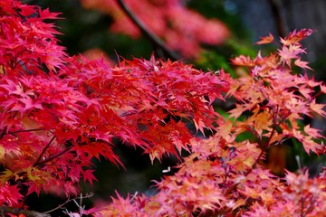 《角館の紅葉》秋田県仙北市