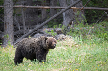 Grizzly bears during mating season in the wild
