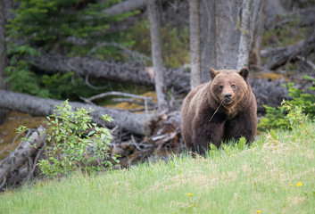 Grizzly bears during mating season in the wild