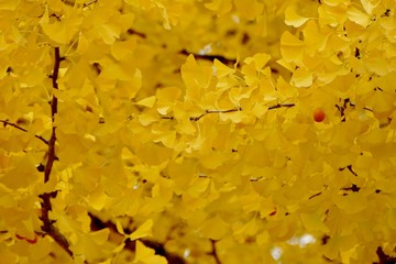《角館の紅葉》秋田県仙北市