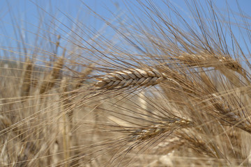 Fototapeta premium Field with ripe wheat, with an ear photographed closely.