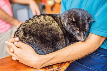 kopi luwak asian palm civet caffee, eyes closeup, most expensive coffee animal