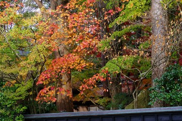 《角館の紅葉》秋田県仙北市