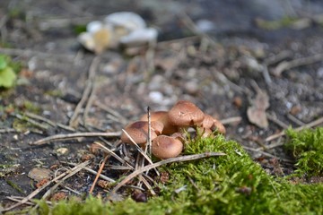 Mushrooms and green moss on old stump
