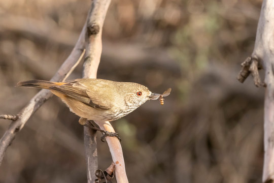 Inland Thornbill (Acanthiza apicalis) subspecies "apicalis"