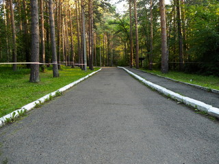Fototapeta premium walkways in the park trees summer sun