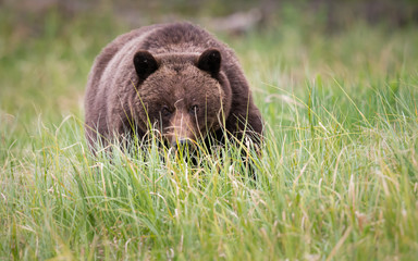 Grizzly bears during mating season in the wild