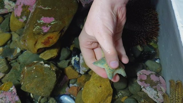 A grey and golden cushion starfish is picked up in a touch tank by a child’s hand