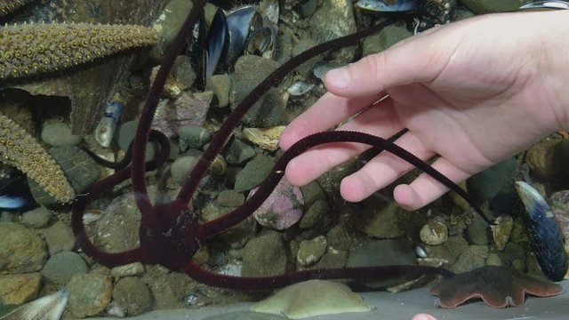 A brittle star runs away as a child&rsquo;s hand picks it up in a touch tank