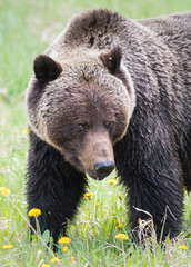 Fototapeta na wymiar Grizzly bears during mating season in the wild