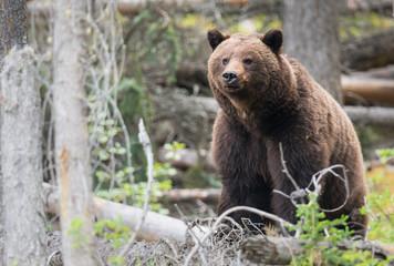 Fototapeta premium Grizzly bears during mating season in the wild