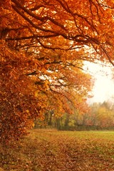 Fototapeta na wymiar Autumn. Alley of autumn trees with orange foliage. Autumn blurred nature background.