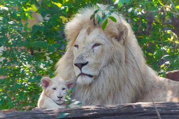Father and daughter white South African lions