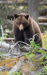 Fototapeta na wymiar Grizzly bears during mating season in the wild