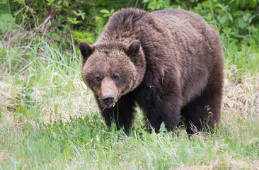 Grizzly bears during mating season in the wild