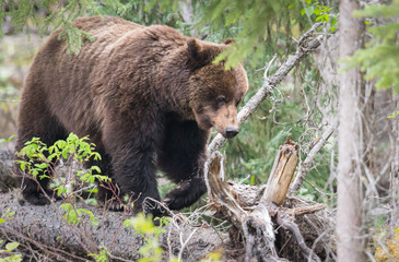 Naklejka na ściany i meble Grizzly bears during mating season in the wild
