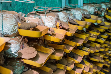 Farming medicinal Lingzhi or Reishi mushrooms in polyethylene bags