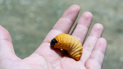 Red palm weevil on hand,Eat all kinds of young trees.