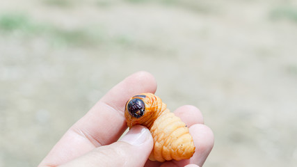 Rhynchophorus worm ferrugineus that is eating bamboo shoots.