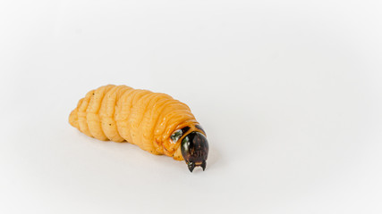 Rhynchophorus ferrugineus on white bavkground.