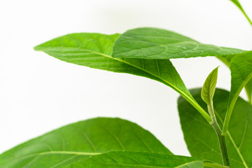 Gymnanthemum extensum leaves​ isolated​ on​ white​ background​.