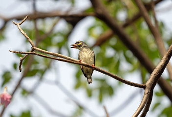 Close up Coppersmith Barbet Bird Perched on Branch Isolated on Background