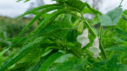 Obraz premium Sesame flower and seeds on tree. (Sesamum indicum plant)