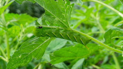 Green caterpillar"Daphnis nerii" on the leaves of Sesame tree.