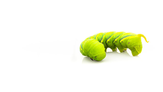 Green caterpillar"Daphnis nerii" on isolated white background.