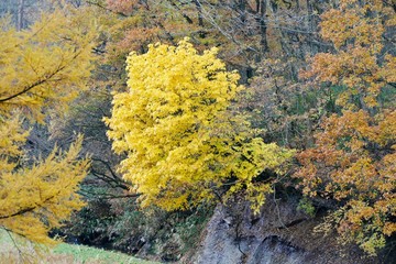 《R105沿いの紅葉》秋田県由利本荘市