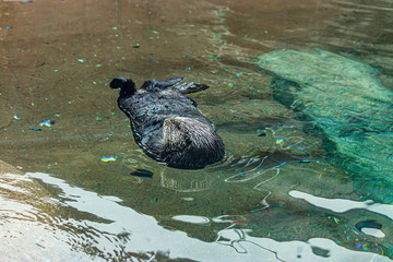 sea otter floating lazily on its back in clear cold water