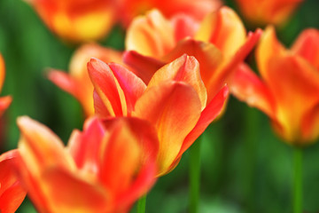 Red tulip, variety Apricot Emperor. Flower opened in the sun, Close-up. Concept Spring