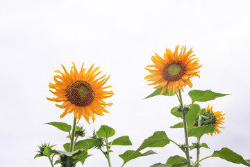 Fototapeta premium Colorful sunflowers field blooming with green leaf in the morning at natural garden on white cloud sky background