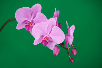 Fototapeta na wymiar Purple orchids on green chroma key background.