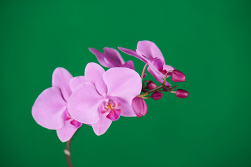 Purple orchids on green chroma key background.