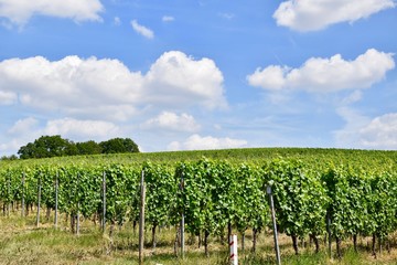Fototapeta na wymiar Beautiful Vineyard and Summer landscape (Perl, Germany 2019)