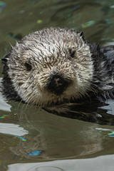 close up of a wet furry sea otter floating in water and looking at the camera