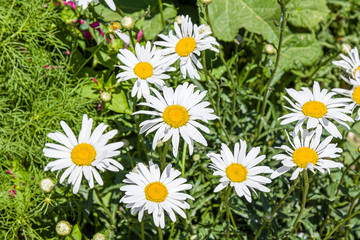 Daisy flowers on a flowerbed in the park close-up as a background