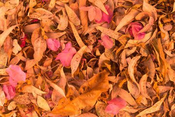 Dry colorful leaves on the ground 