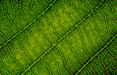 Close up of leaf veins